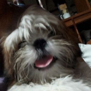 thet atienza profile icon