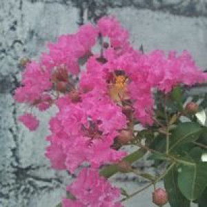 Nyayu Marina Efriyani profile icon