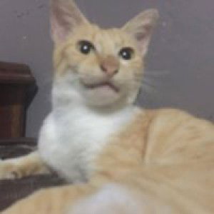 Real Hersun profile icon