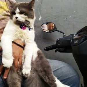 Nengsih profile icon