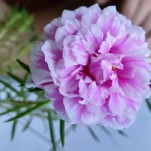 LinDani profile icon