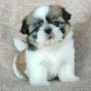 มลฤดี มีดี profile icon