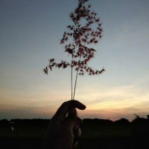 wiwid widya profile icon