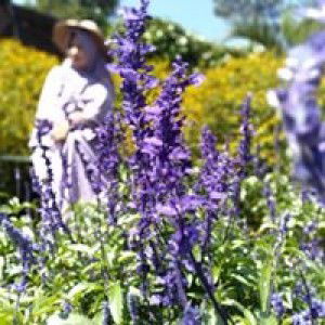 ليلاي نرفترية profile icon