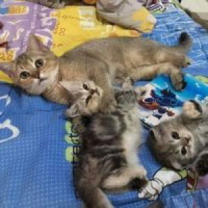 กาโป่ง ชอบเพลงตื้ด profile icon