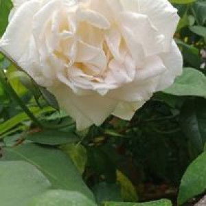 Khejhu Lhinue profile icon