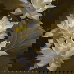 dian yunita profile icon