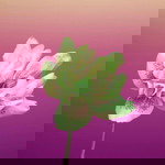 yolanda windh profile icon