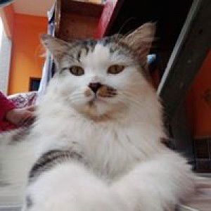 Lestiana profile icon