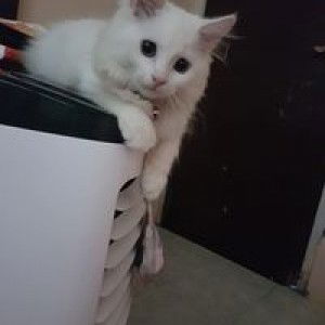 Eka Manjua profile icon