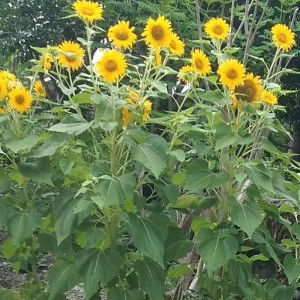 Jiebie Bangaysiso profile icon