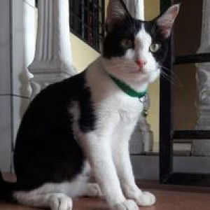 Syaidatul Amira profile icon