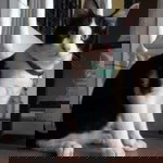 Syaidatul Amira profile icon