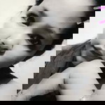 Rosalyn Capila profile icon