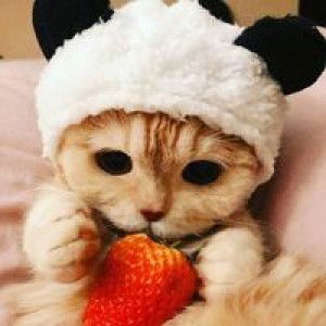 Novi Ajj profile icon