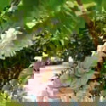 Yunina profile icon