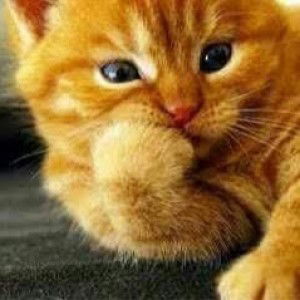 Ibnatu Muhammad profile icon