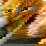 Ibnatu Muhammad profile icon