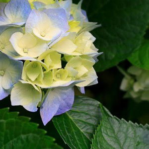 aliyyu oktavia profile icon