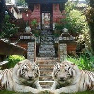 Indun Agus Bilfaqih profile icon