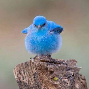 Del Bie profile icon