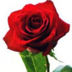 fitri handayani profile icon