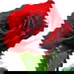 fitri handayani profile icon