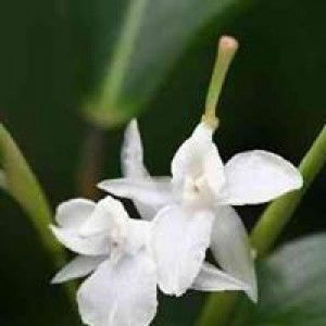 Rizki Amalia profile icon