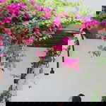 Selvira profile icon