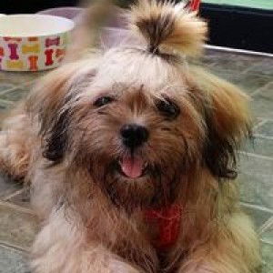 Janice Belen profile icon