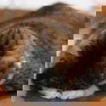 Tharapan Wisuthara profile icon