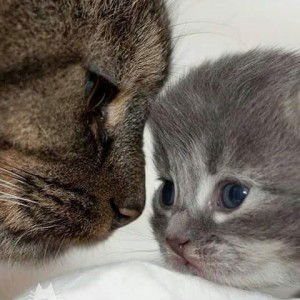 Lulu Cahyani profile icon