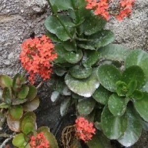 Alize Apriani profile icon