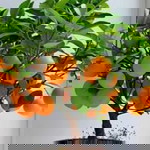 Dinesh Kumar profile icon