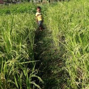 Aning Eko Setyorini profile icon