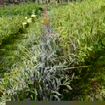 Aning Eko Setyorini profile icon