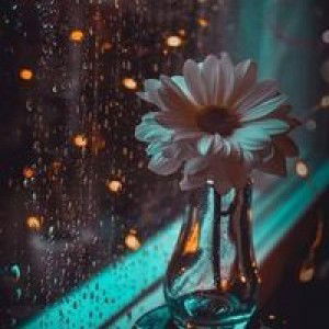 Liên Lê profile icon