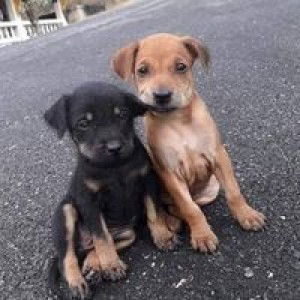 Cherpang Tub profile icon