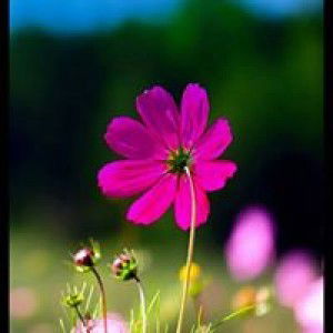 Remeshiel Dioneda profile icon