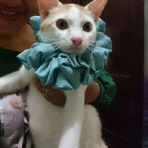 Ayuudan Astrini profile icon