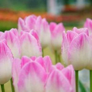 Ummu uwais profile icon