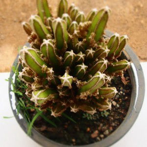 Jumrotul S.S profile icon