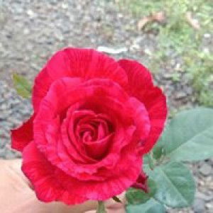 Bunda'y Dimaz profile icon