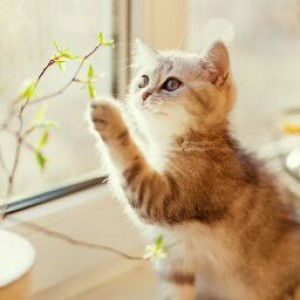 husnul husna profile icon