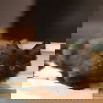 Black Catto profile icon