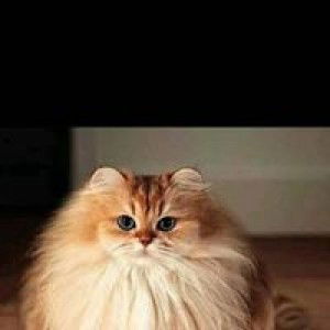 Lala Auliyana profile icon