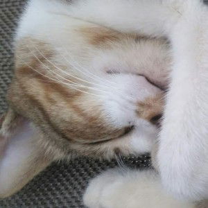 Bela Rahayu profile icon