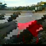 Dex Faried profile icon