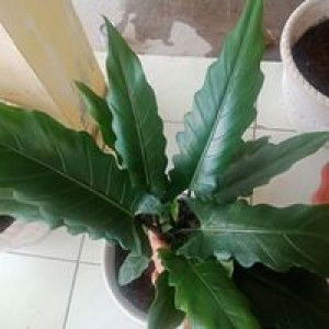 Selvia Herlina profile icon