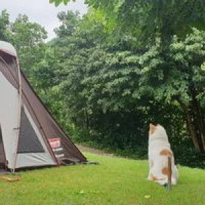 Smile Nyl profile icon